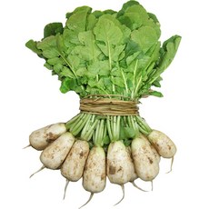 알타리 5Kg 내외, 1개
