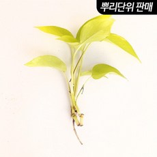 [미미네아쿠아] 형광 스킨답서스 3촉 - (베타수초 원예수초), 단일속성