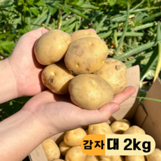 만근농장 25년 국내산 포슬포슬 햇감자, 1개, 2kg(대)