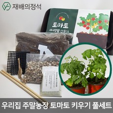 방울토마토키우기