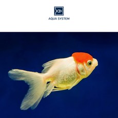 아쿠아시스템 초보자용관상어 단정 금붕어 1마리