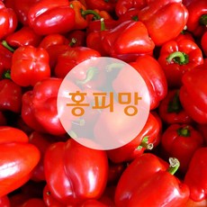 홍피망(상)10kg