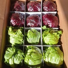 양상추 라디치오 약10-12통, 양상추 약12통, 1개