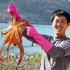 [얌테이블]자연산 돌문어 생물 1kg, 돌문어1kg, 상세설명 참조