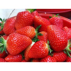 [비타민충전] 고당도 당일수확 프리미엄 논산 설향딸기 750g 특과(20~30과), 1개, 특과 750g 1박스