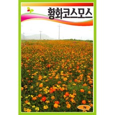 황화코스모스