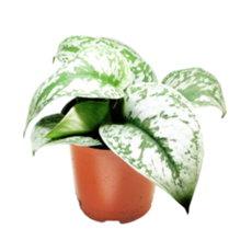 cdc73802698a67ff5d61afca72b4c61bd3dfcdc84d948ef5e7079ea7b8b6.png