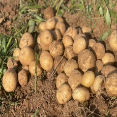 두백감자-추천-상품