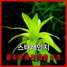 [수초농부] 스타레인지 물속에 품은 별들 수초, 3개