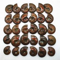 기초분자생물학