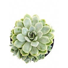 식물나라아이스