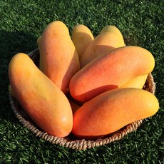 마하차녹 태국망고 무지개 망고 2.5kg 5kg 정품 이색과일, 2.5kg내외