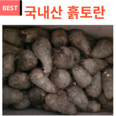 곡성 흙토란 알토란 생토란 국내산 큰토란, 1개, 5kg