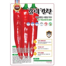 백양사퍼진깻잎