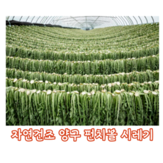 양구펀치볼시래기