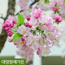 수사해당화 수양해당화 개화주 서부 정원수