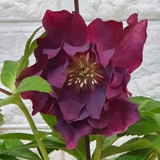 크리스마스꽃 TOP01