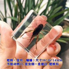 곤충 박제 표본 생태 키트 채집 곤충표본액자 모형 액자 전시, 1개, 21. 진한 파란 크리켓