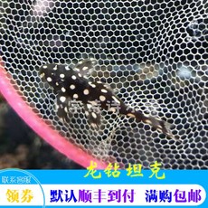 남미 야생 용규빅 탱크 이형 텁석부리 감상 물고기 도구 어초 항아리 제 귀족이다 청도부, 사진 색상 3cm