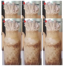  느타리 버섯 배지 6개 키우기 재배 키트 배양 종균 친환경 농장 무농약 키드 집에서 아이와함께 버섯 기르기 학교 놀이방 어린이집 유치원 복지관 자연 체험학습 참나무톱밥 대량주문문의, 3개 