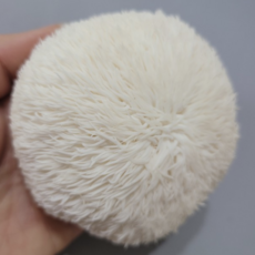 국내산) 산지직송 노루궁뎅이버섯, 1개, 500g(3팩)