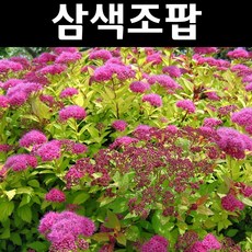 삼색조팝