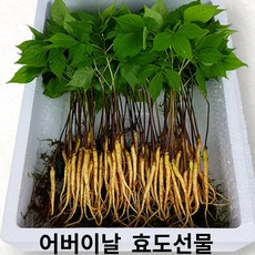 진안고원몰새싹삼