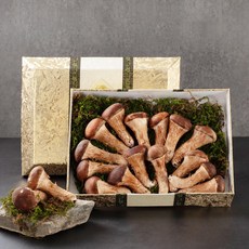 무농약 인증 생 참송이 버섯 선물세트 (참송이버섯 1.3kg), 1개