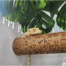 렙티언즈 크레스티드 게코 백업, 48cm, 1개