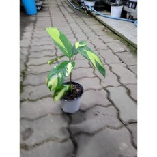 크테난테루베르시아나