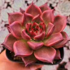 프리모리 매력넘치는 다육이 예쁜다육 다육식물 5번-환엽프리모리 1개