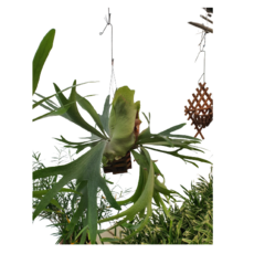 박쥐란 식물 공중걸이 공기정화 희귀종 대작 플라티케리움 상록양치식물, 1개