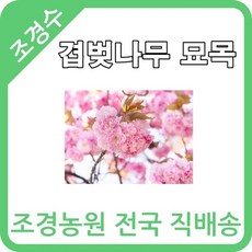 가로수나무