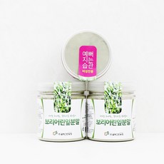 꿈에그린농장 새싹보리분말 가루 선식 1통(120g) 3통(120gx3), 3개, 120g