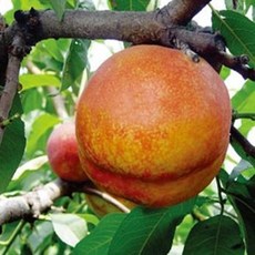 레드골드복숭아