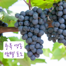 상주모동포도