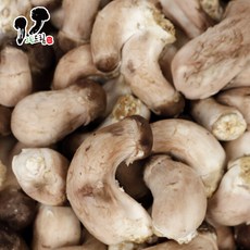 충주 그린드림 참송이버섯 2kg (꼬마), 1개