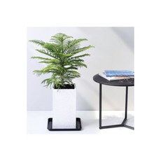 아라우카리아대형