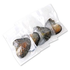 리빙릿 진주 조개캐기 체험 키트 DIY 이색체험 천연 악세사리, 1개, 진공포장