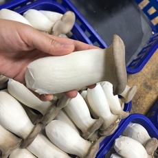 무농약 산지직송 경주 뿌리 손질된 먹기 편한 쫄깃한 새송이버섯 특상, 1kg, 1개