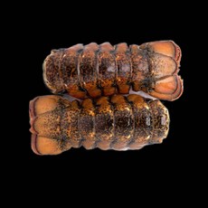 고씨네 냉동타 꼬리 110g 자숙터 LOBSTER 랍스 93000EA
