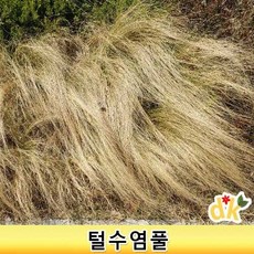 들꽃닷컴]야생화 조경용으로 많이 쓰이는 털수염풀 4치포트