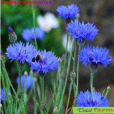 상세페이지식품소품