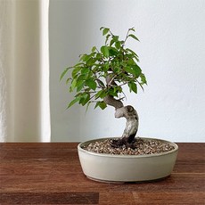 소사나무(중)