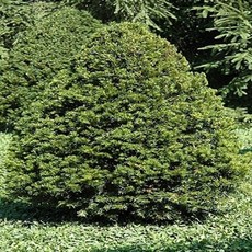 주목나무 묘목 실생4년 100주 묶음, 100개