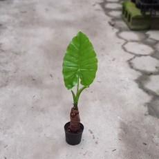 알로카시아키링