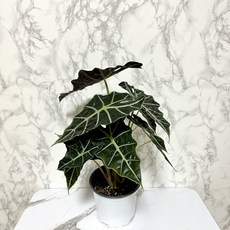 나만의화원 거북알로카시아 중품 공기정화식물 화초, 1개