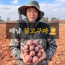 욕지고구마