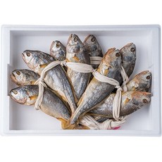 맛있는 영광법성포 부세 보리 굴비 10미 28cm내외, 1개