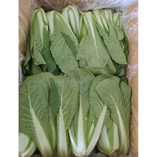 [농장직송] 국산 어린 배추 생 얼갈이 시원한 맛 얼갈이 배추, 1개, 1kg